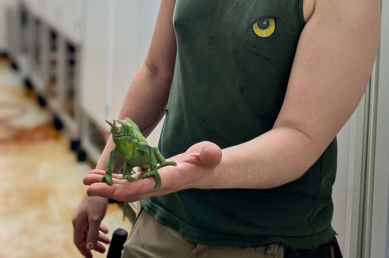 14_Tierpfleger_Max_Chamaeleon_01_s.jpg