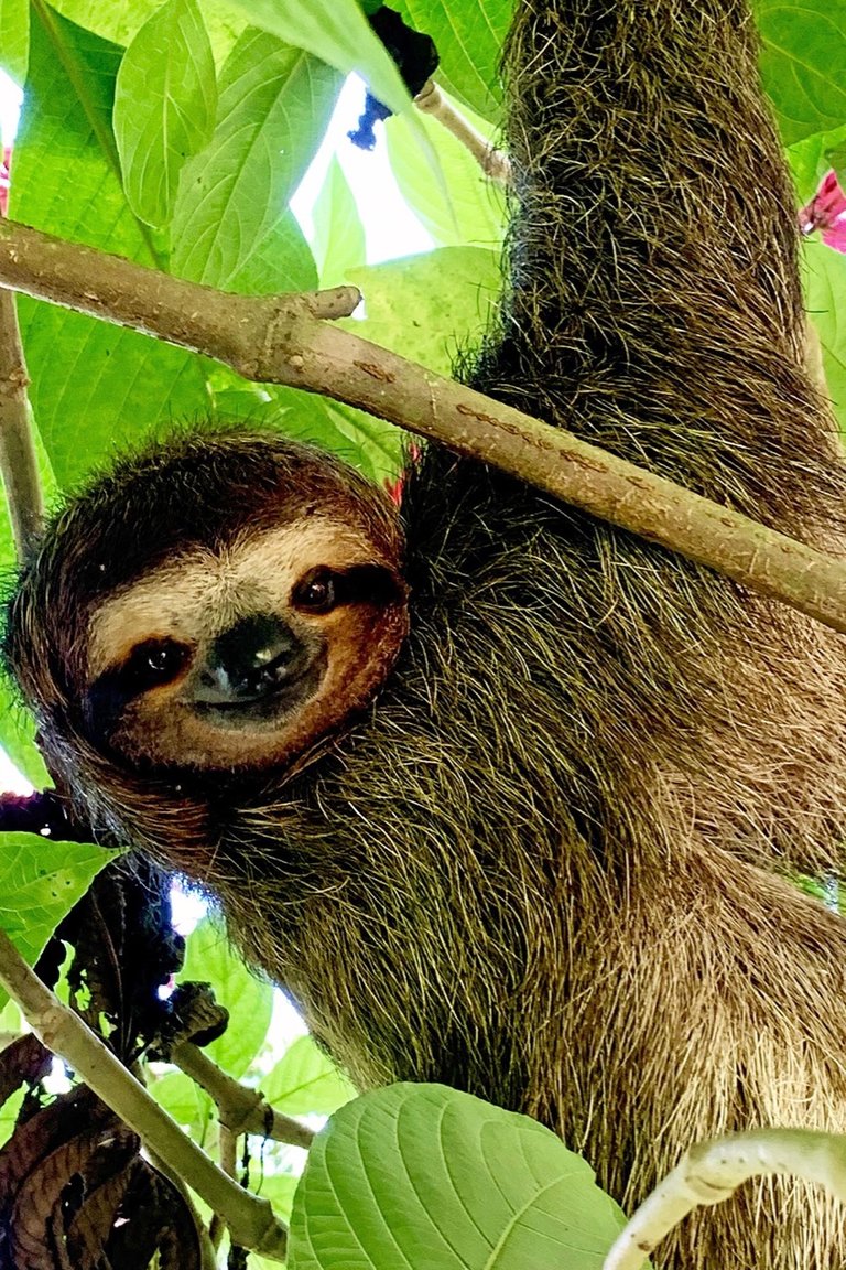 19_faultier_costa_rica.jpg