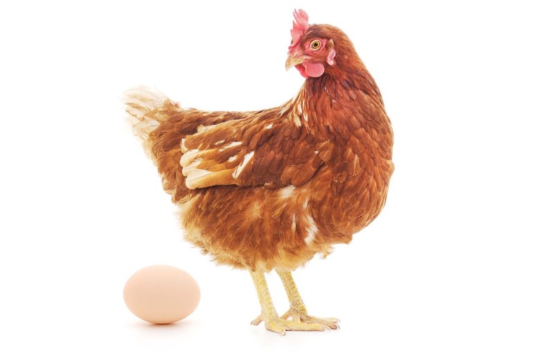 19_huhn_ei_zweinutzen_tiere_01_sjpg.jpg