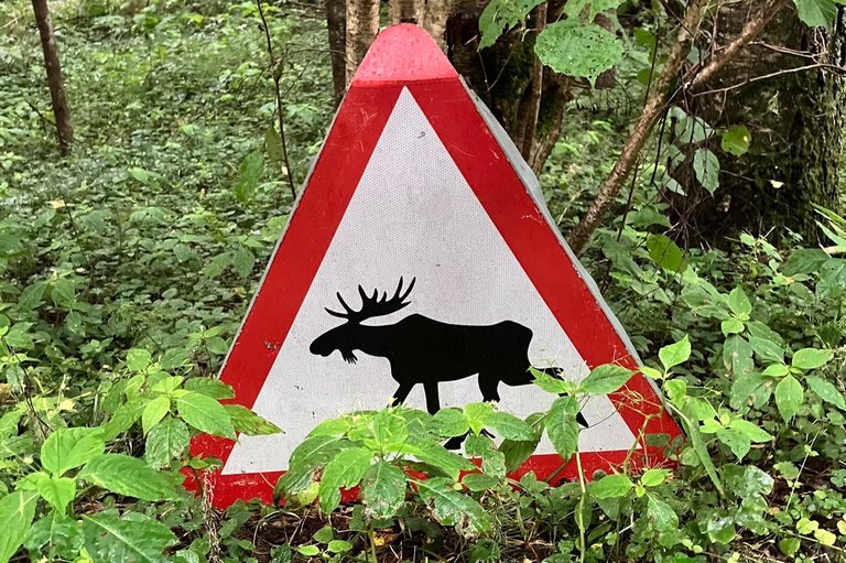 20_estland_elch_schild.jpg