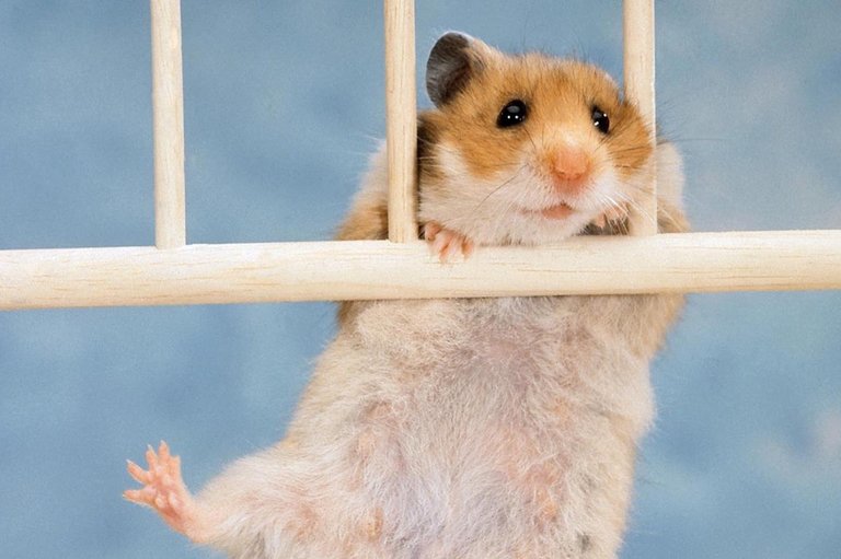 21_hamster_B.jpg