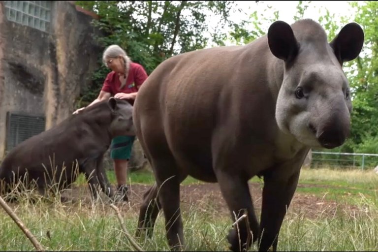 21_tapir_ver.diTV.jpg
