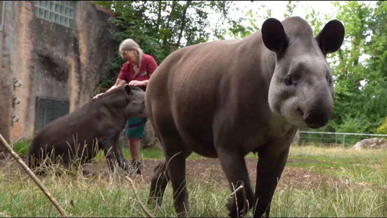 21_tapir_ver.diTV.jpg